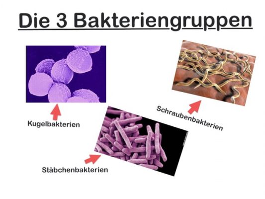 Bakterien